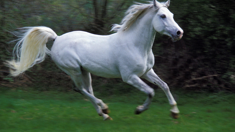 Arabian Horses